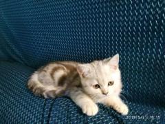 Котята скотиш-страйт