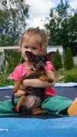 Prague ratter