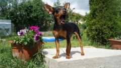 Prague ratter