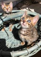Предлагаю бенгальских, чистокровных котят!
