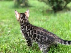 Предлагаю бенгальских, чистокровных котят!