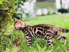 Предлагаю бенгальских, чистокровных котят!
