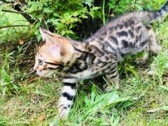 Предлагаю бенгальских, чистокровных котят!