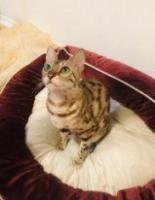Предлагаю бенгальских, чистокровных котят!