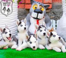 Siberian husky puppies