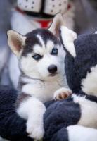 Siberian husky puppies