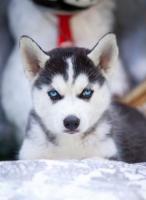 Siberian husky puppies