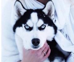 Siberian husky puppies