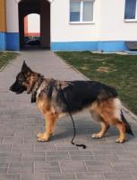 Щенки немецкой овчарки от титулованных родителей