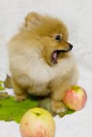Pomeranian spitz