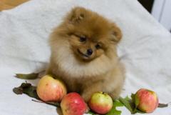 Pomeranian spitz