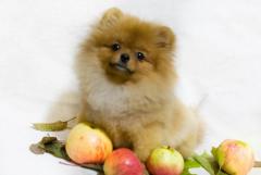Pomeranian spitz