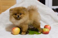 Pomeranian spitz