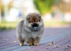 German spitz (померанский шпиц)