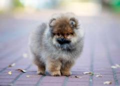 German spitz (померанский шпиц)
