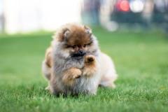 German spitz (померанский шпиц)