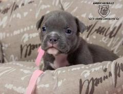 Verkaufen von stafford terrier