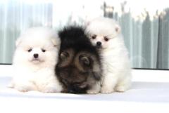 Померанский шпиц ( pomeranian zwergspitz)