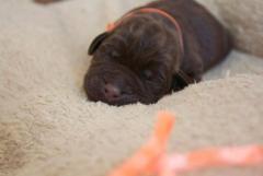 Лабрадор ретривер. Labrador retriever
