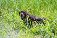 Лабрадор ретривер. Labrador retriever
