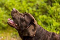 Лабрадор ретривер. Labrador retriever