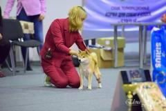 Shiba inu