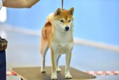 Shiba inu
