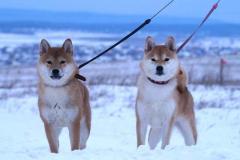 Shiba inu