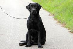 Labrador