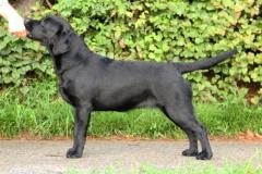 Labrador