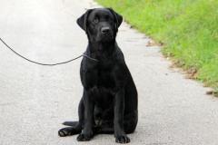 Labrador
