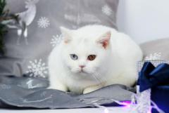 Britische kurzhaarkatze