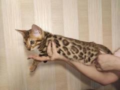 Бенгальский котёнок, девочка