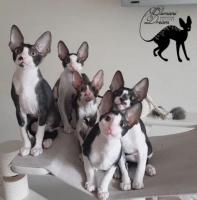 Cornish rex kätzchen
