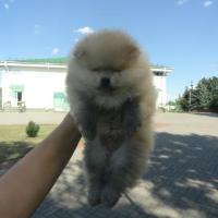 Померанский шпиц