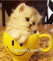 Финансы на операцию на глазах