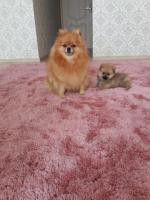 Помиранский шпиц