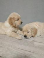 Golden retriever welpe