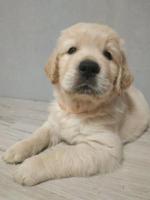 Golden retriever welpe