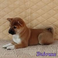 Shiba pappies. The best