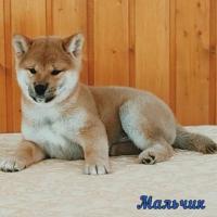 Shiba pappies. The best