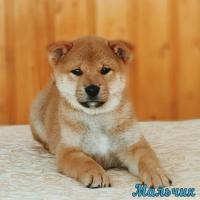 Shiba pappies. The best