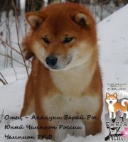 Shiba pappies. The best