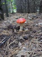 Amanita muscaria