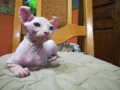 Продажа котят сфинксов эльфы