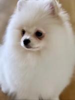 Белоснежный шпиц fci