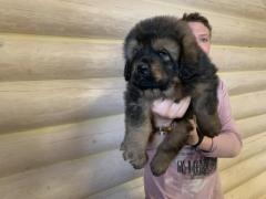 Щенок тибетского мастифа
