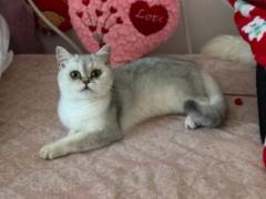 Продается кошка - британская шиншилла с документами