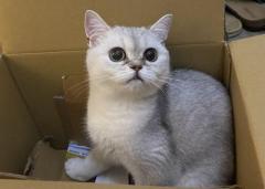 Продается кошка - британская шиншилла с документами
