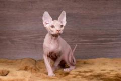 Hagrid kitten sphinx
